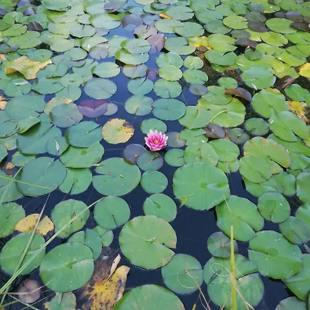 - Pichlarn Irdning *