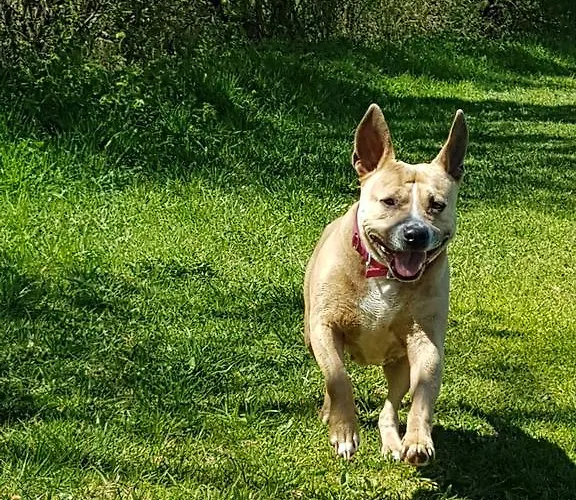 - Pichlarn Irdning آيغن إم إنشتال