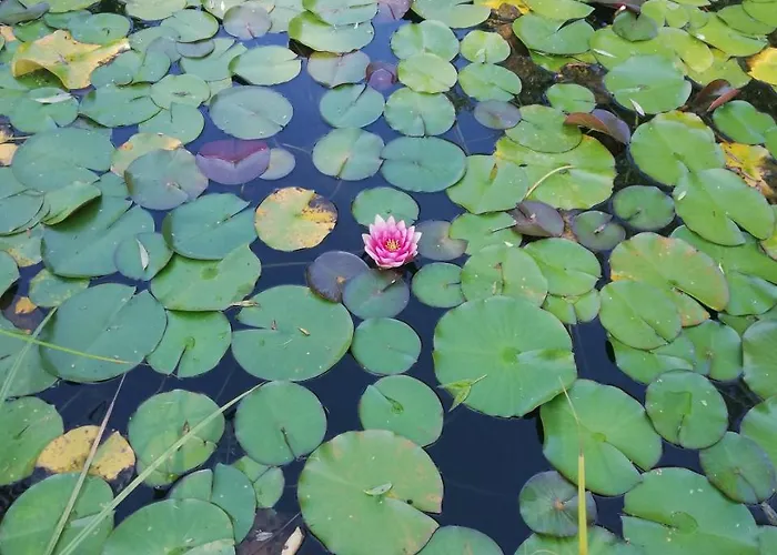 - Pichlarn Irdning *